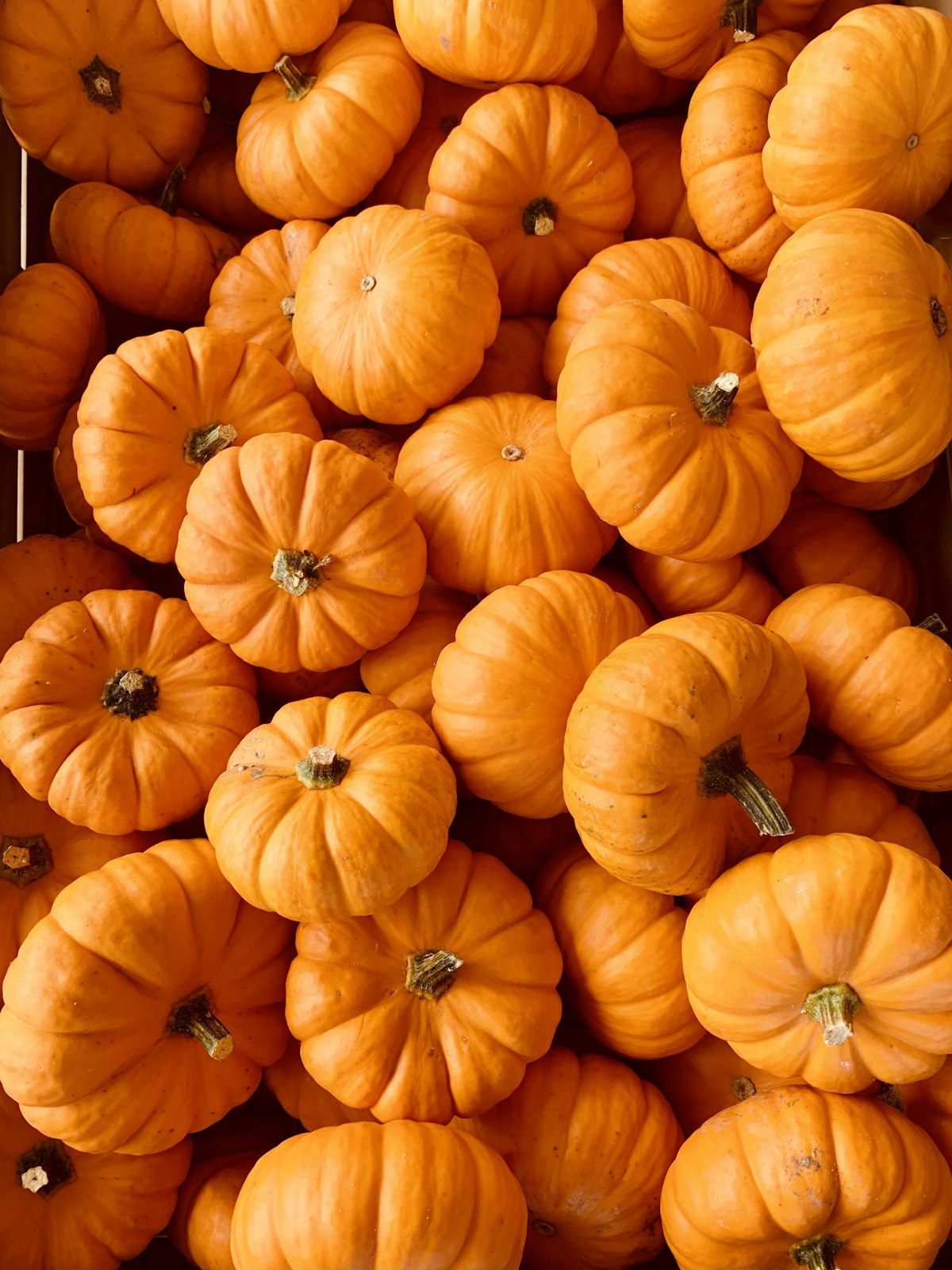 Sugar pie pumpkin