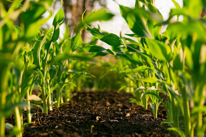 Priya Nair among crops